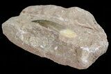 Fossil Plesiosaur (Zarafasaura) Tooth In Sandstone - Morocco #70311-2